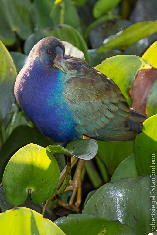 gallinule